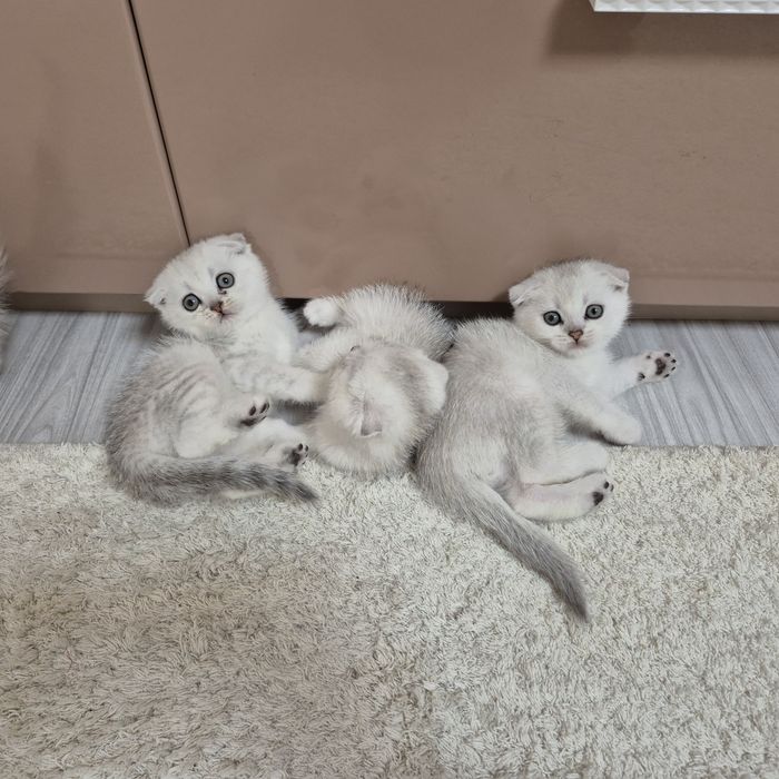 Шотландские котята ю шиншилла вислоухий мальчик вислоухая девочка