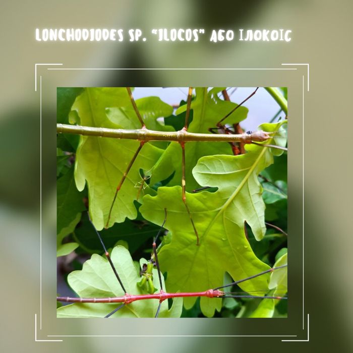 Ілокойси палочники