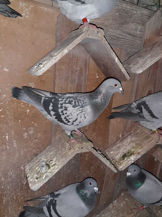 pombos correios reprodutores