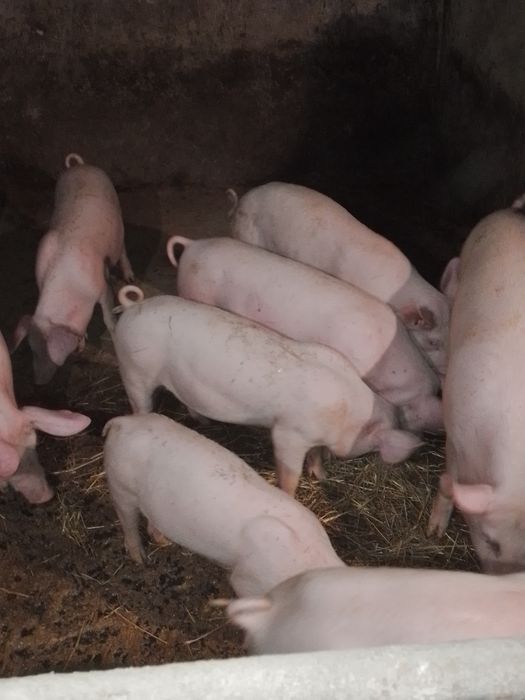 Продам дорослі свині, поросята