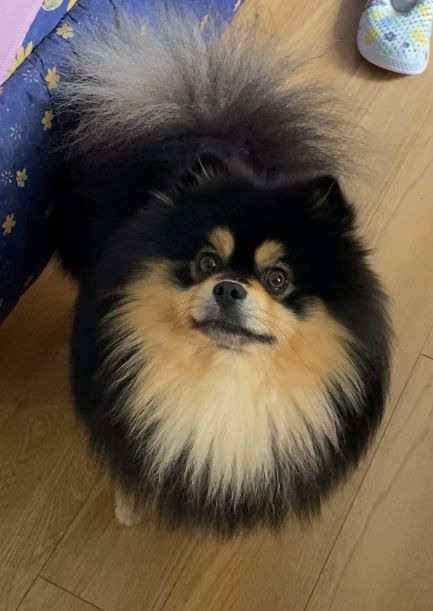 Німецький Шпіц вязка