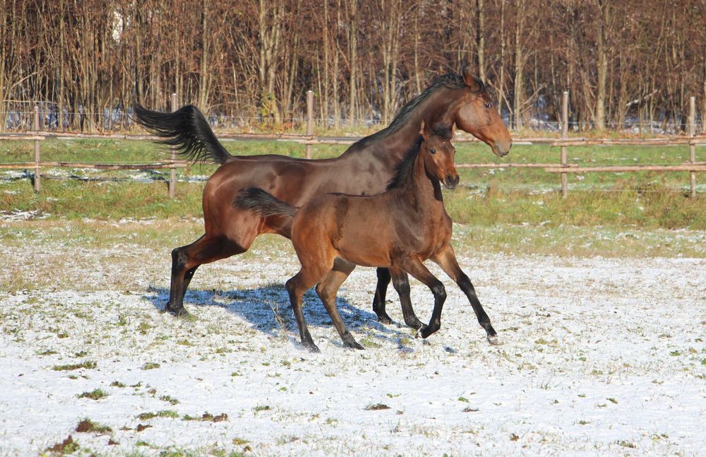 Klacz Zangersheide - CLARISSA Z ( Cascado x Calena)