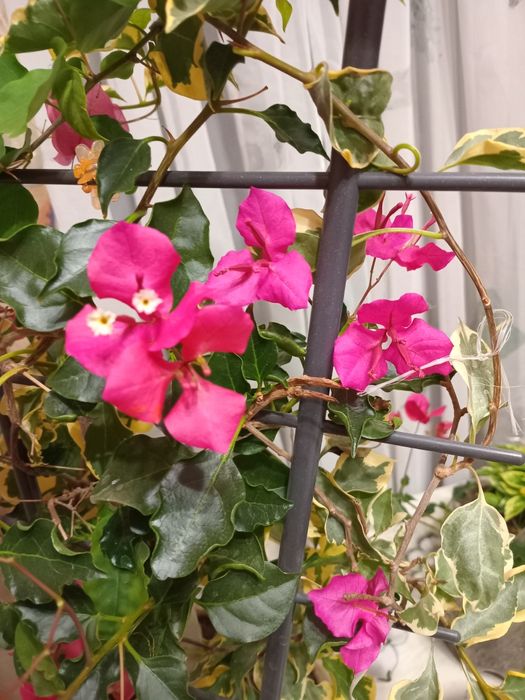 Продам бугенвілію маленьку по 50 грн і велику по 200грн