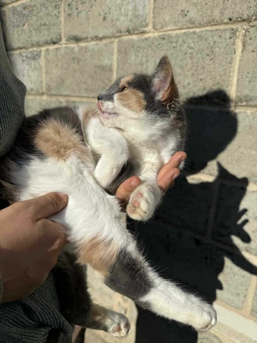 Przepiękna młoda kicia do adopcji