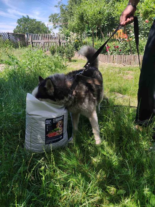 Гіпоалергенний преміальний корм для собак з рибою від STARDEYL!