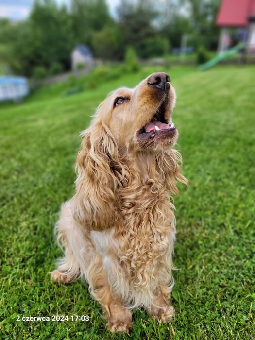 Cocker Spaniel Angielski biszkoptowy