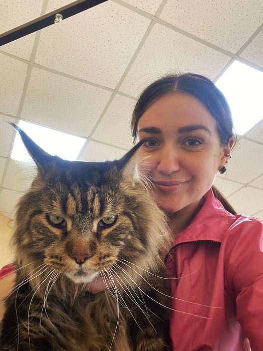 Грумінг стрижка вичісування котів