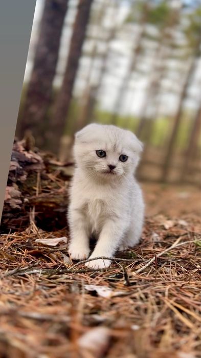 Срібна шиншила фолд висловуха шотландська