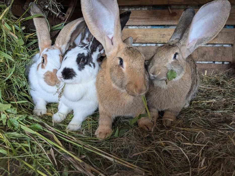 Króliki Olbrzym srokacz niemiecki/Olbrzym belgijski żółty
