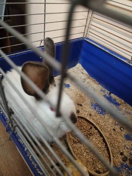 Продам кролика девочка