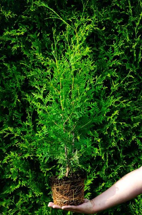 Tuja Brabant 70-100 cm z dostawą gratis promocja