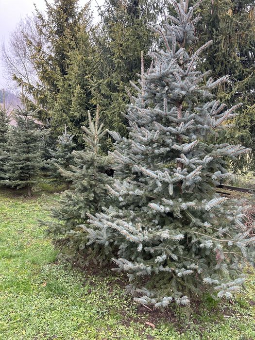 Choinki srebrne do wykopania i ścięcia