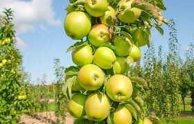 Саджанці колоновидних дерев.Черешня, Груша, Яблоня, Персик, Слива..