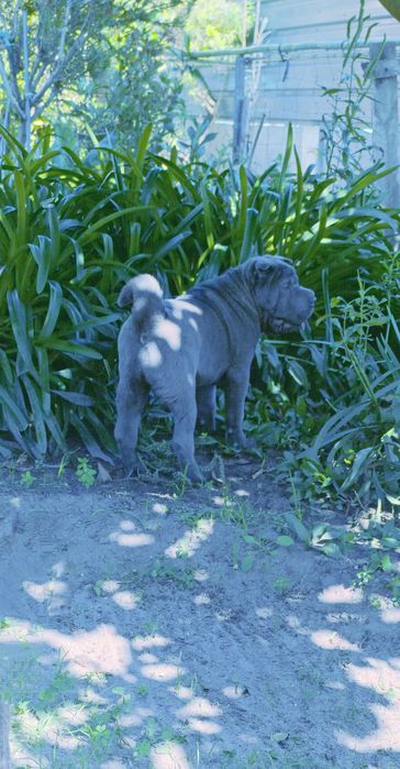 Shar pei fêmea... Sharpei Azul Cinza
