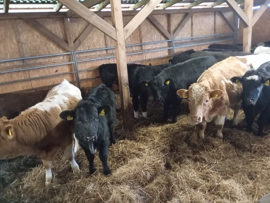 Byki na opas odsatki