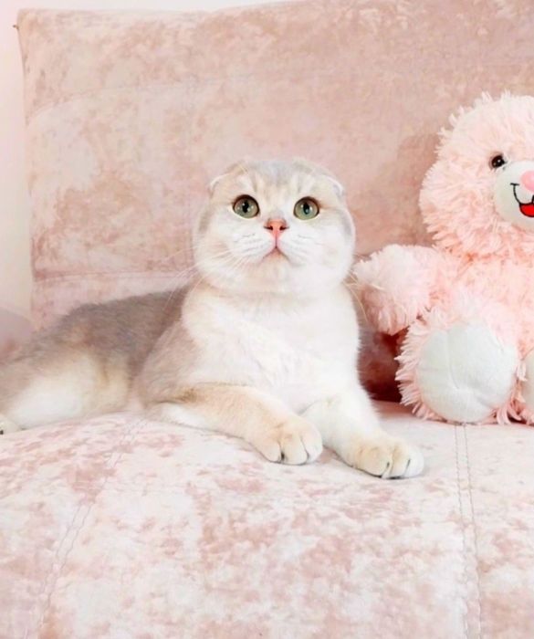 Блакитне золото шиншила хлопчик красунчик шотландик