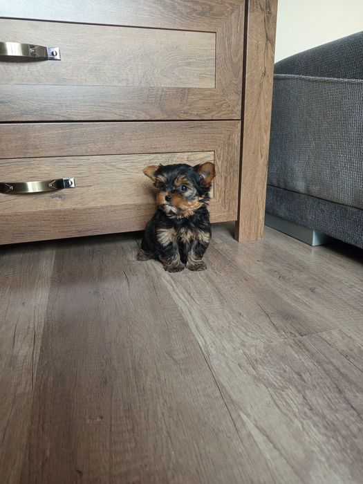 Yorkshire Terrier zapraszam !