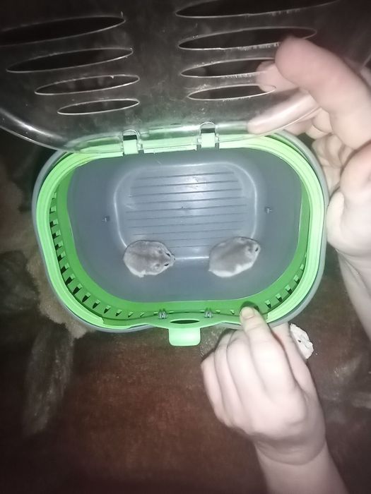 Отдам бесплатно 2 хомяков