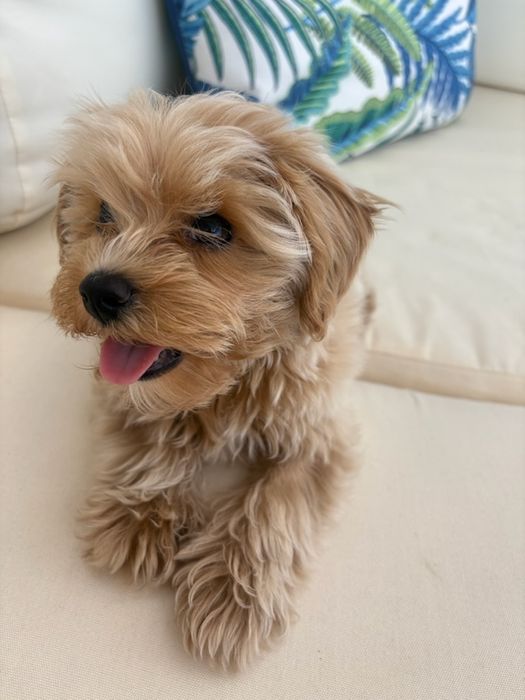 Maltipoo suczka pudel miniaturowy/maltańczyk