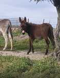 Burras e burro para venda