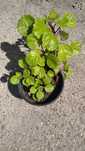 Planta do dinheiro