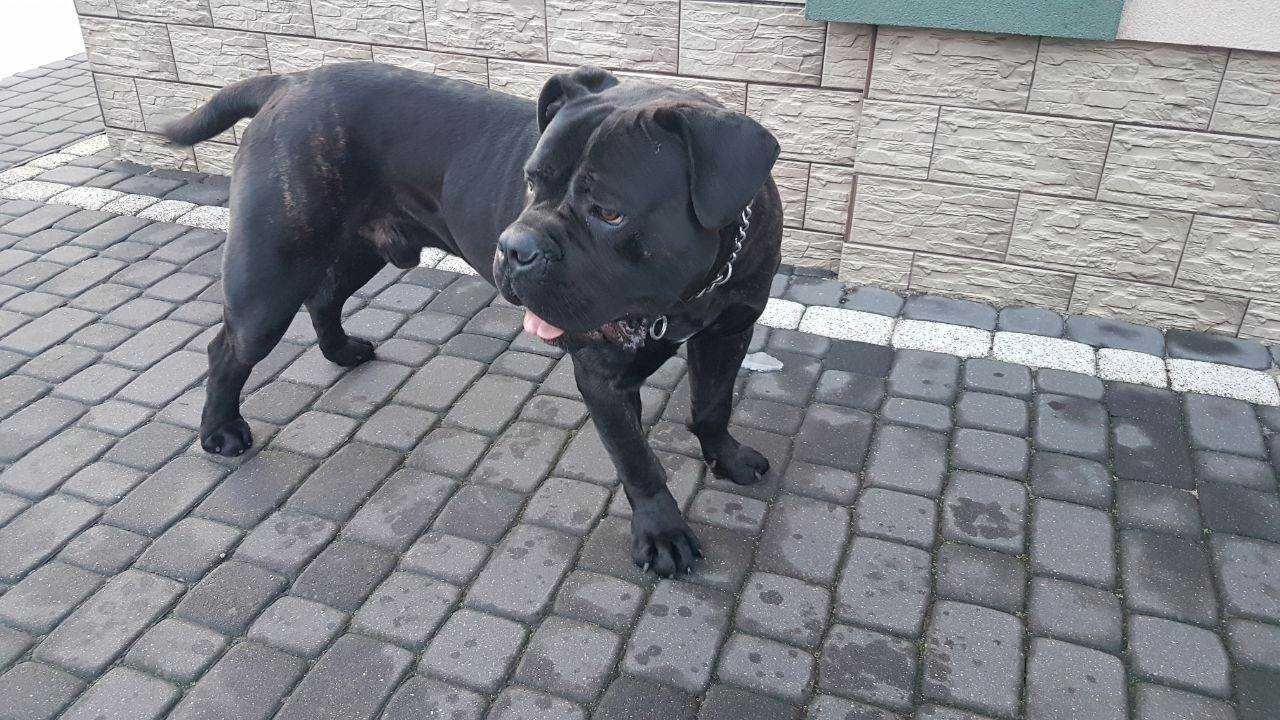 Cane corso pies, dobrze zbudowany