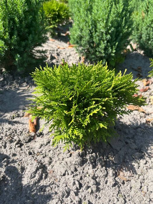 Туя Смарагд Варіагата Колумна Ауреа Нана Ялівець