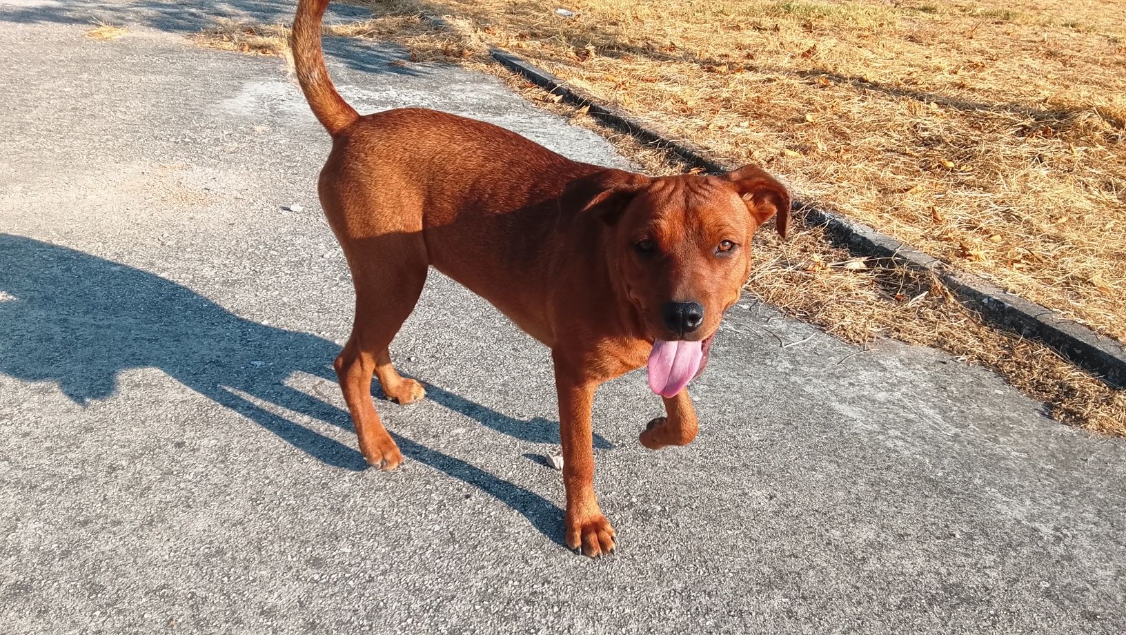 Cão para adopção