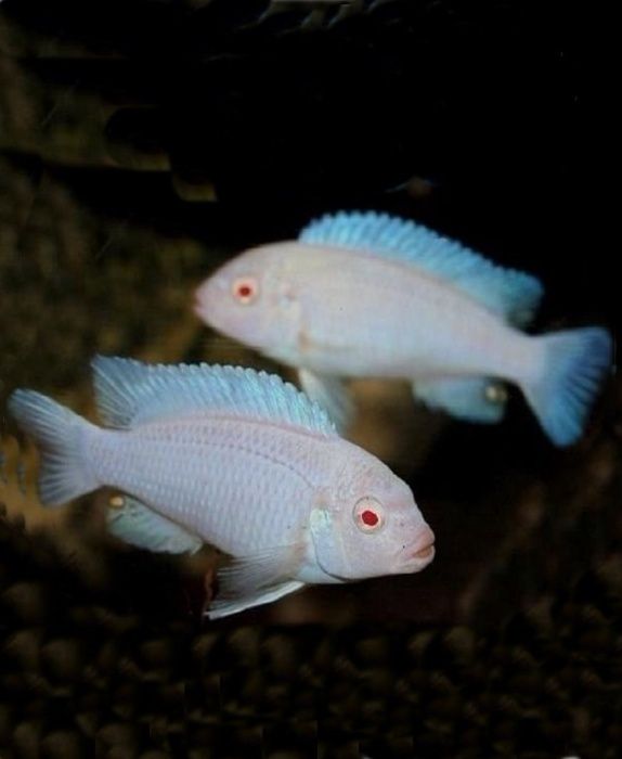 Pseudotropheus socolofi albino Снежный принц Малавийские Цихлиды