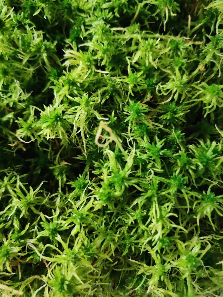 Żywy mech do terrarium, sphagnum, torfowiec