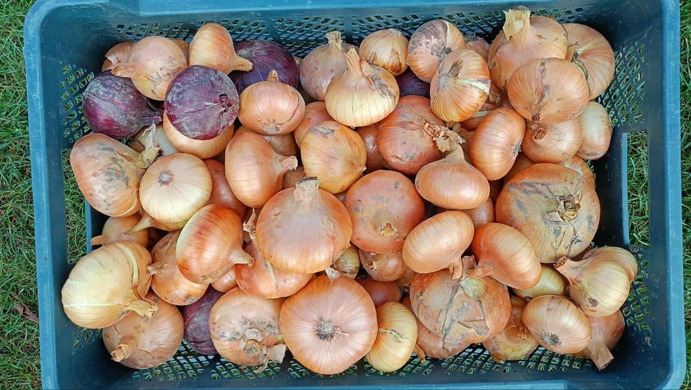 Cebula własnej uprawy