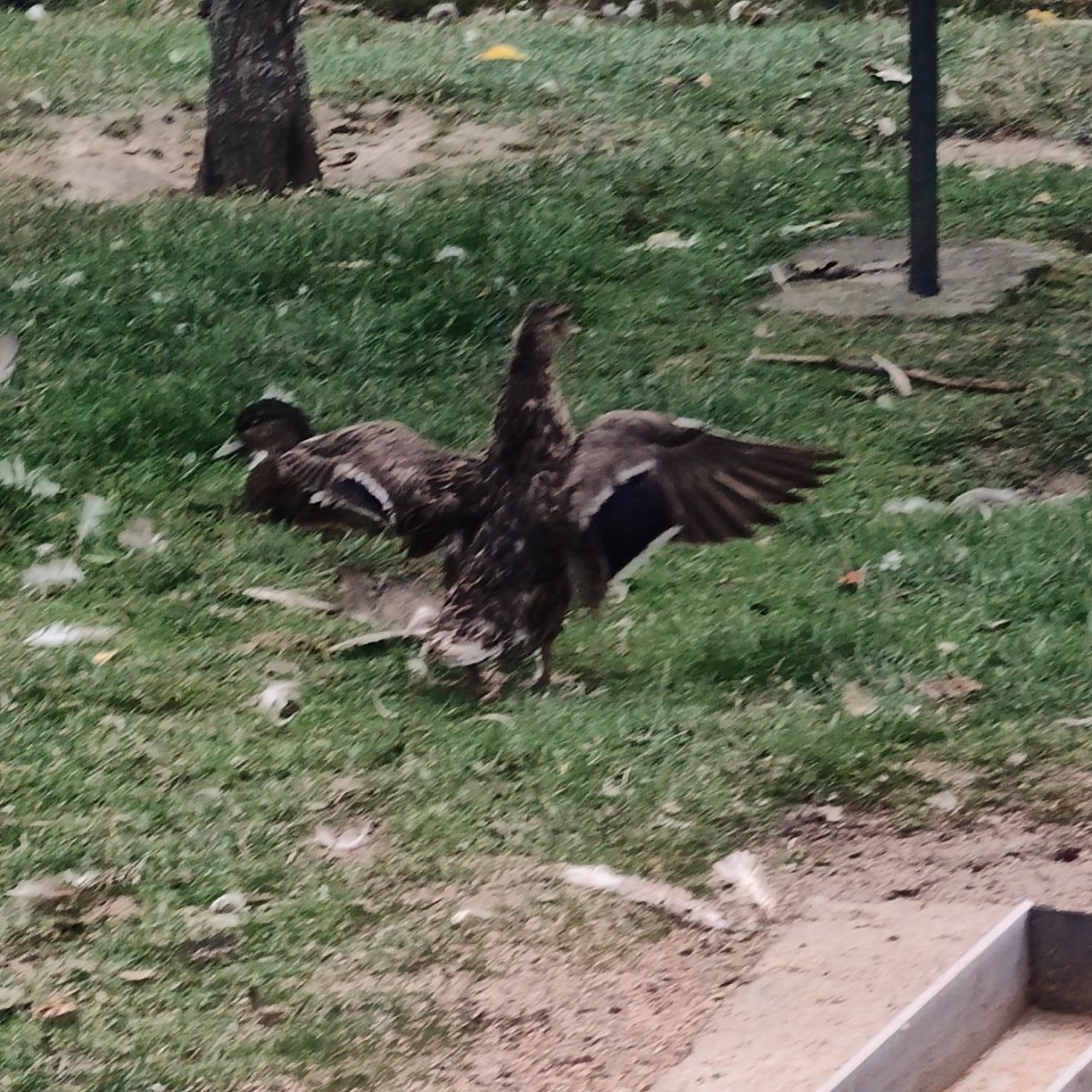 Parka kaczek call duck