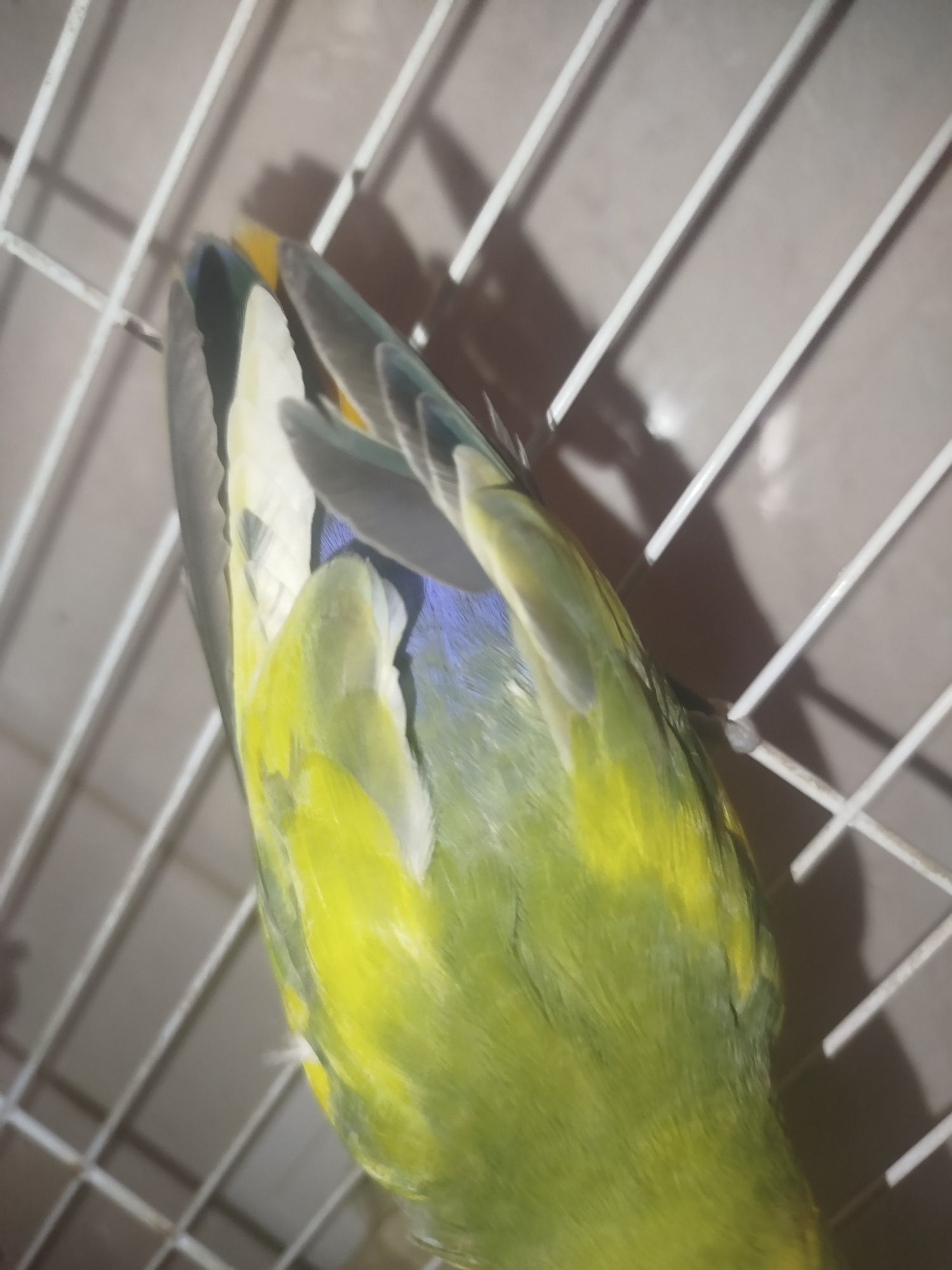Agaporni criado a mão