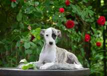 chart angielski whippet piesek rodowód  ZKwP