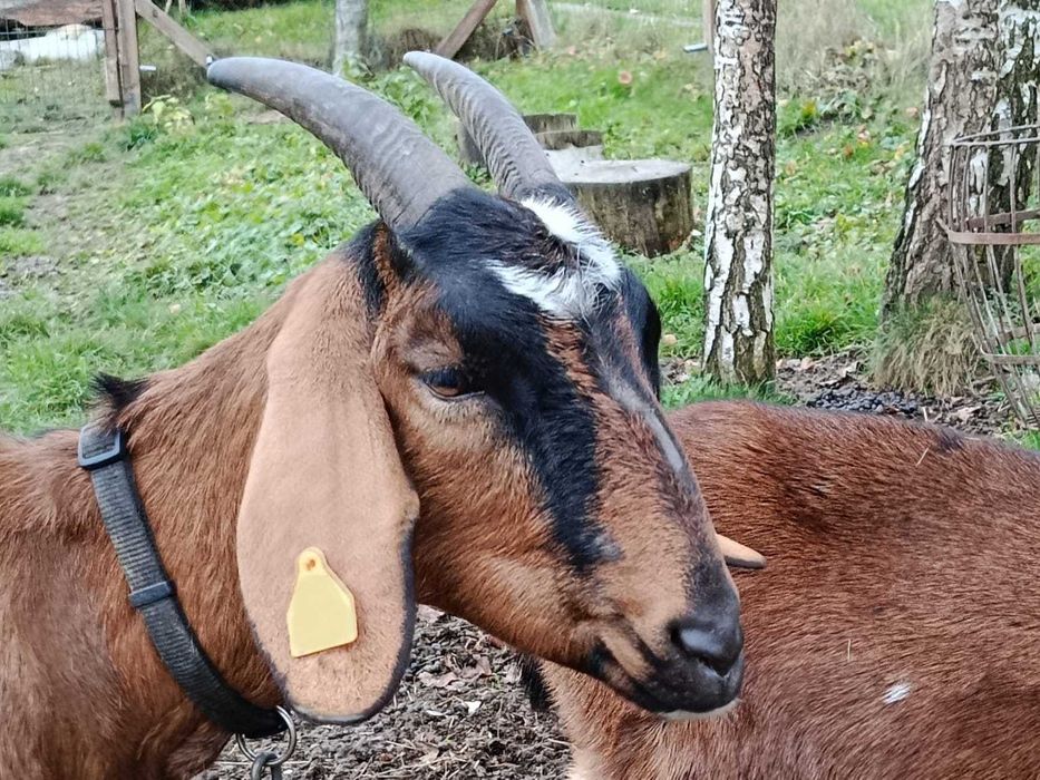 koza anglonubijska częściowo