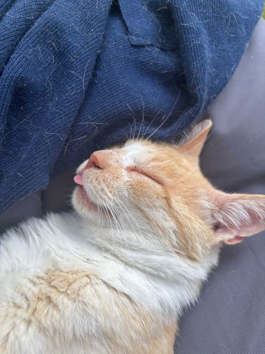Rudy kotek szuka domu – 7 lat, spokojny, przytulaśny