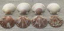 Conchas de Vieiras com Tampa