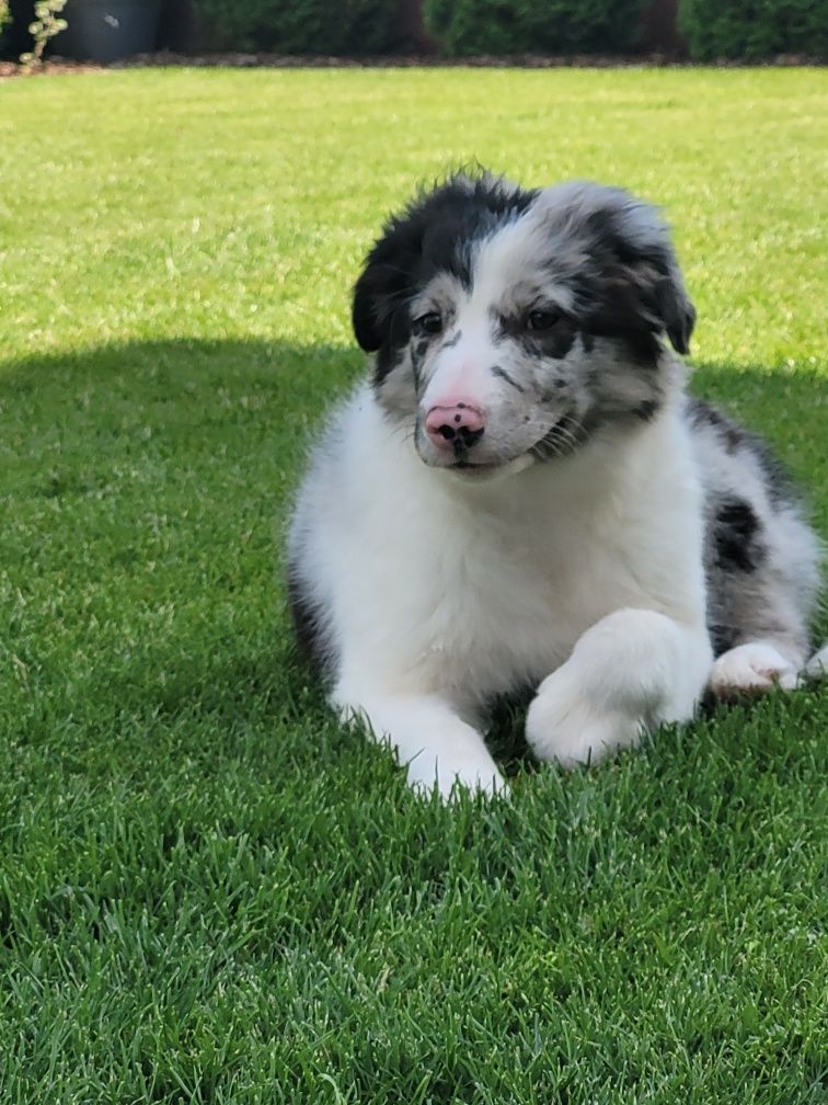 Border Collie Blue-Merle Śliczny Piesek