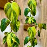 Филодендрон Micans Velvet Halo, Micans variegated, Hederaceum var.