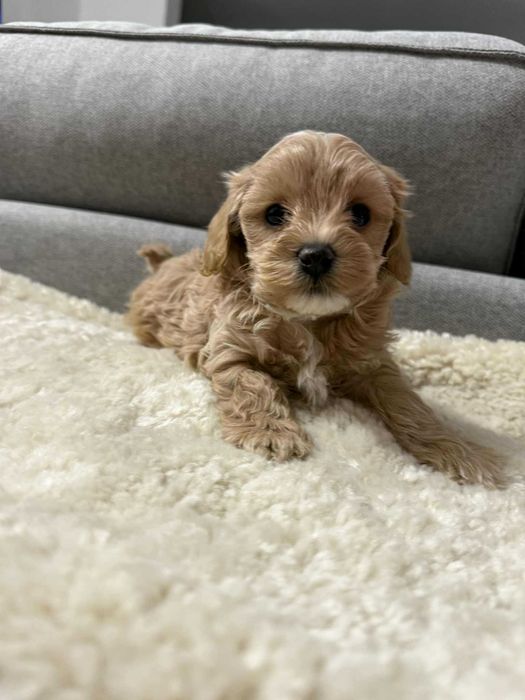 Maltipoo  mała sunia xs