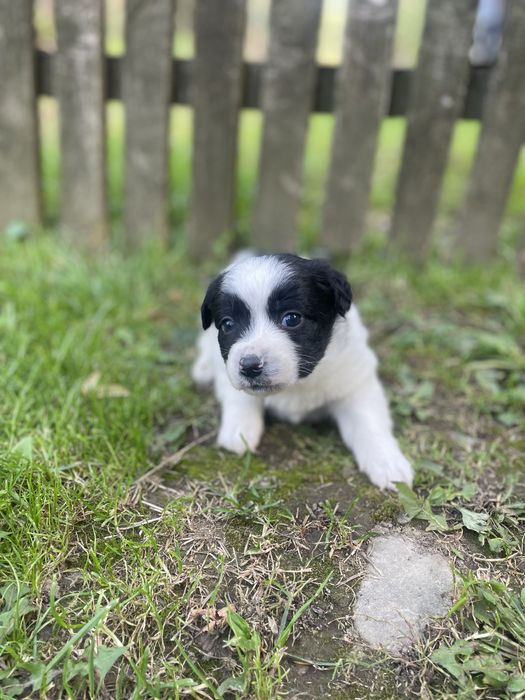 Віддамо в хороші руки цуценят