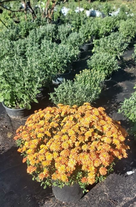 Хризантема мультифлора