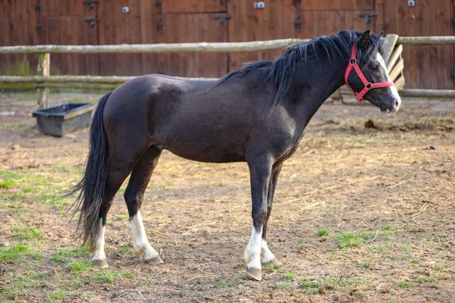 Ogierek welsh pony sekcja A