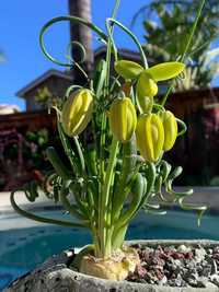 Albuca spiralis  piękna egzotyczna roślina kolekcjonerska polecam