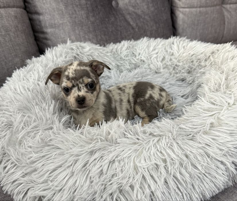Chihuahua sunia blue merle krótkowłosa