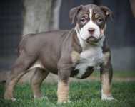 American Bully XL ABKC