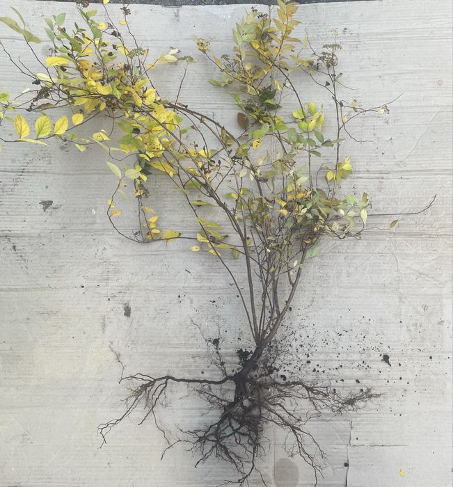 Спірея низькоросла рожева