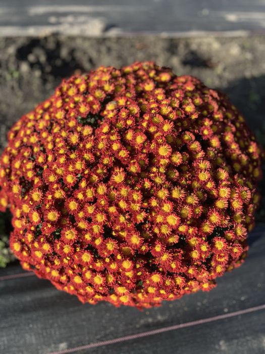 Хризантема вже з квітами шаровидна,  великий вибір,  корейська кущова