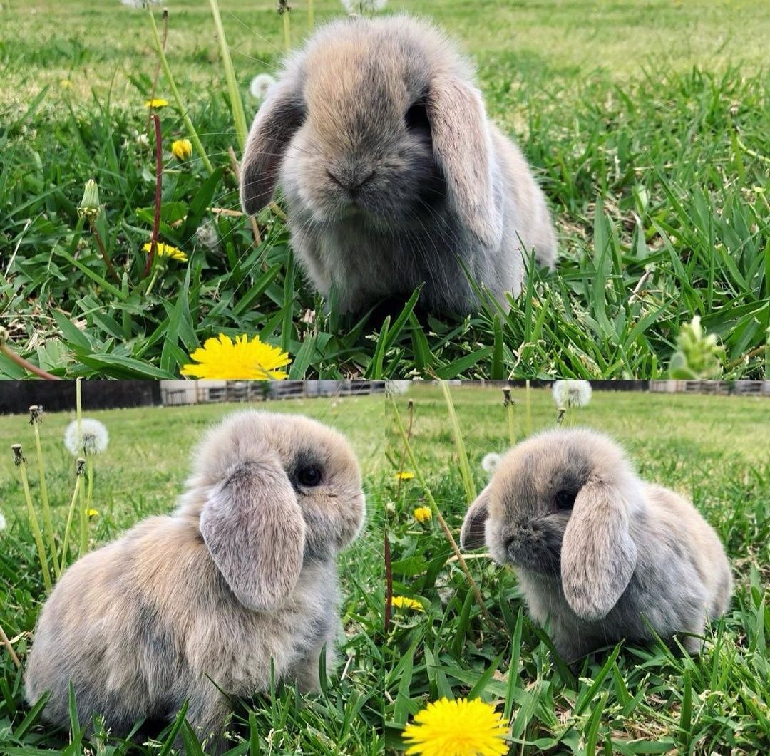 KIT Coelhos anões orelhudos, mini lop adoráveis e super inteligentes