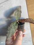 Hoya caudata Acech Red